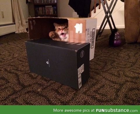 I built the cat a fort the look on his face says it all