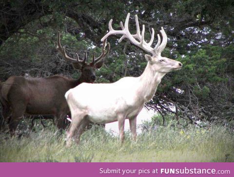 A white stag. Beautiful, is he not?