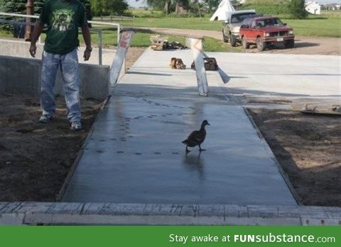 This duck...Gave zero f*cks