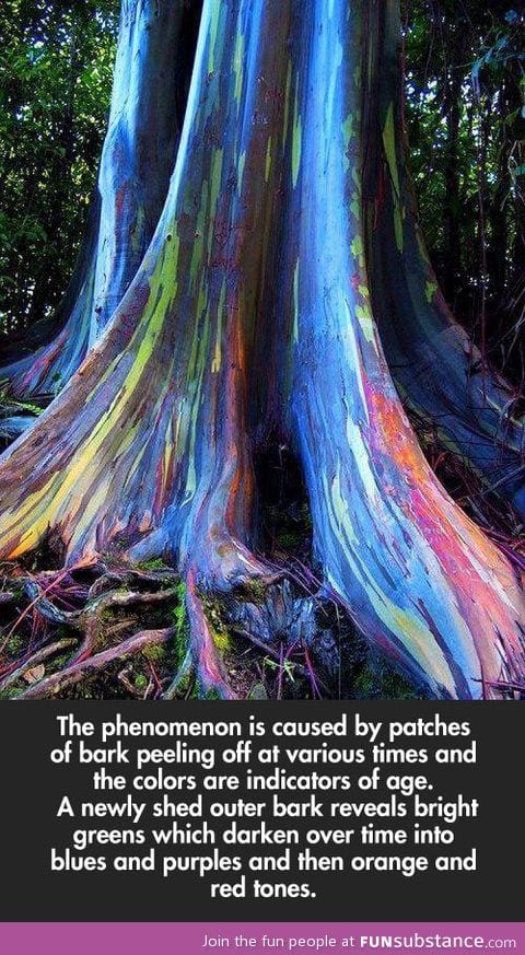 This tree naturally has rainbow colors