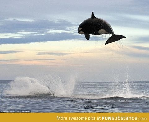 8 ton orca jumping 15ft out of the water