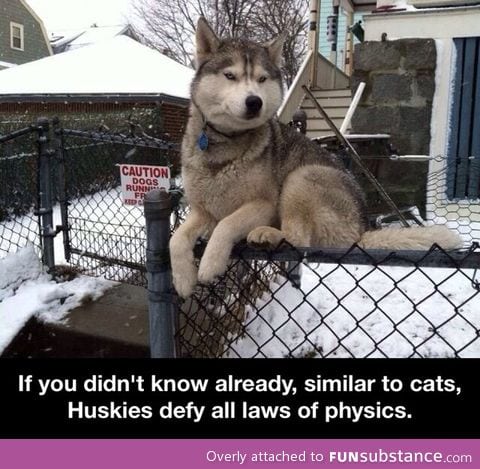 Huskies defy all laws of physics