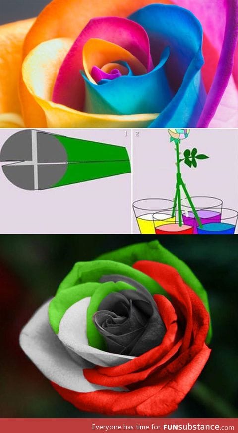 How to make a multicolored rose