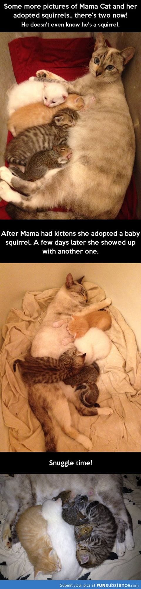 Mama cat and her adopted squirrels