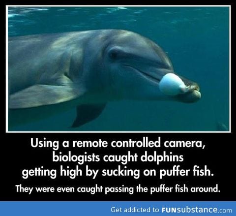 Dolphins love getting high