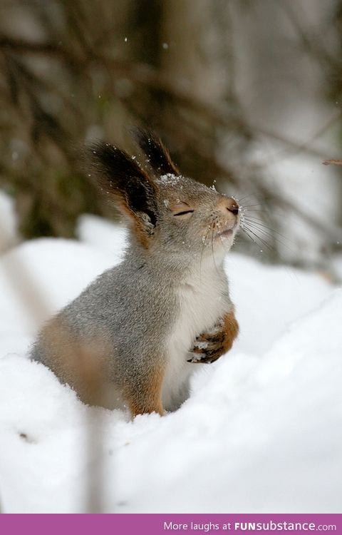 Overly dramatic squirrel