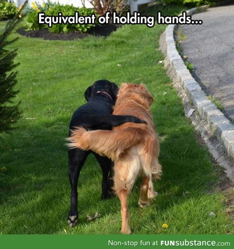When dogs hold hands