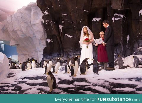 Today, a couple got married inside the penguin exhibit that I work at