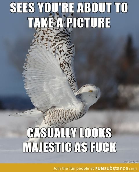 Majestic owl posing