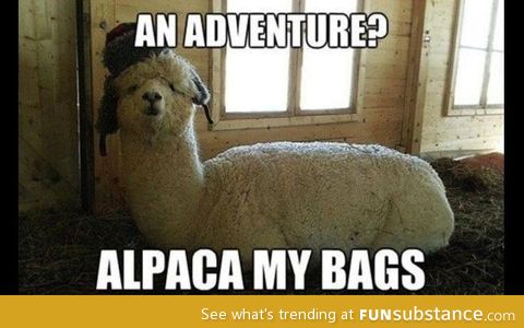 Don't be a-llama-d, the fun is in the pun