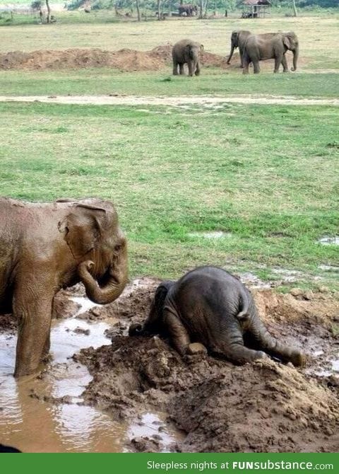 So, baby elephants throw themselves in mud when upset