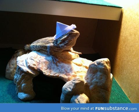 I have a major project due tomorrow, so I made a hat for my lizard