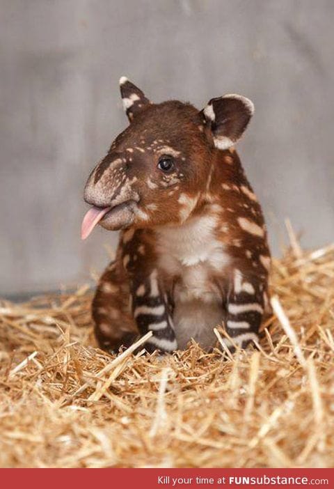 An unusual cuteness, a baby tapir