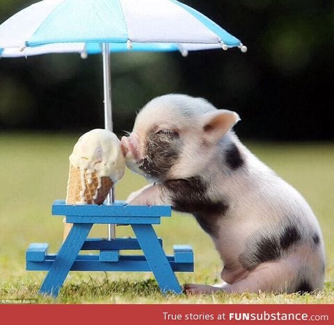 If you're feeling sad, here's a pig eating an ice cream cone.