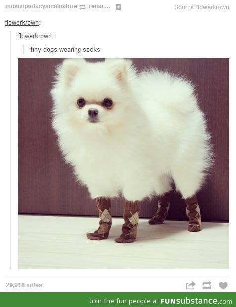 Tiny dog wearing socks