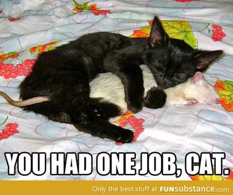 One job, cat