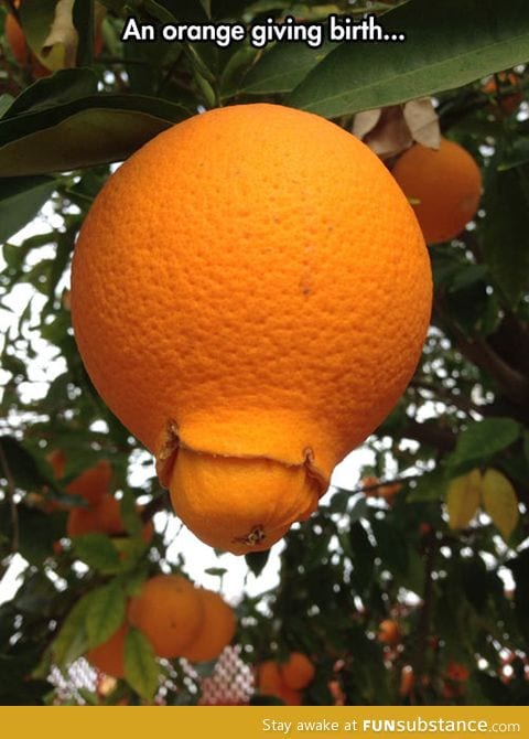 An orange giving birth to her young