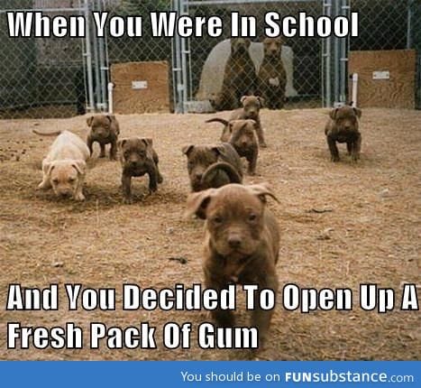 Life Of A Gum Carrier