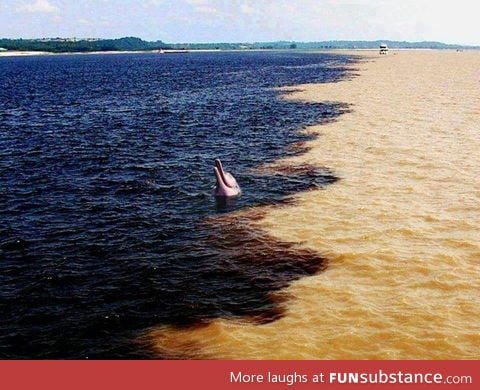 "meeting of the waters", the amazon river meets the rio negro in brazil
