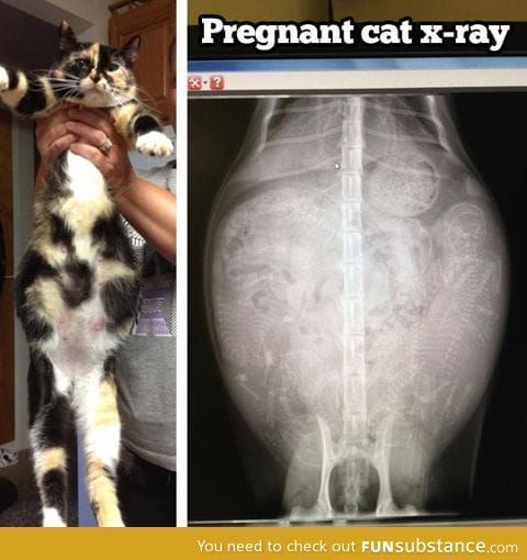 Pregnant cat x-Ray