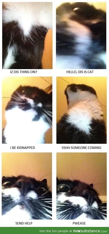 My cat figured out how to make pictures..