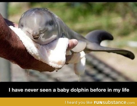 Have you seen a baby dolphin before?