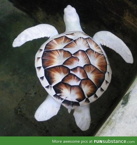 Albino sea turtle