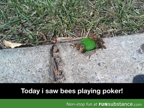 Bees playing poker