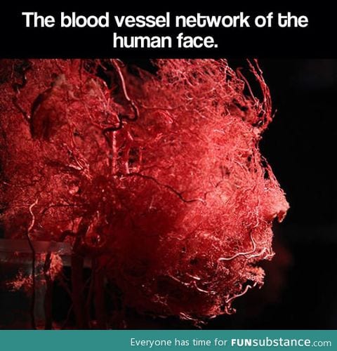 The blood vessel network