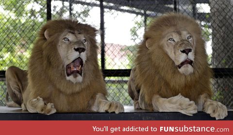 Shocked lions