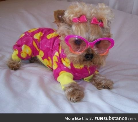 Every dog needs sunglasses and a onesie...