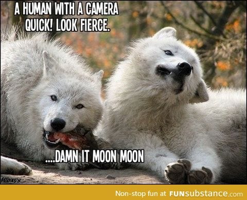 Moon moon is trying his best to wolf!