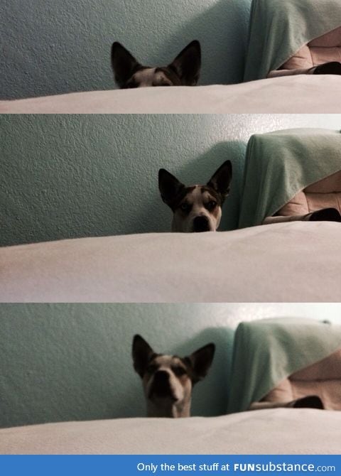 His way of silently begging for permission to jump on the bed