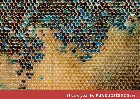 A bunch of Bees were fed M&M's. This is their honeycomb after