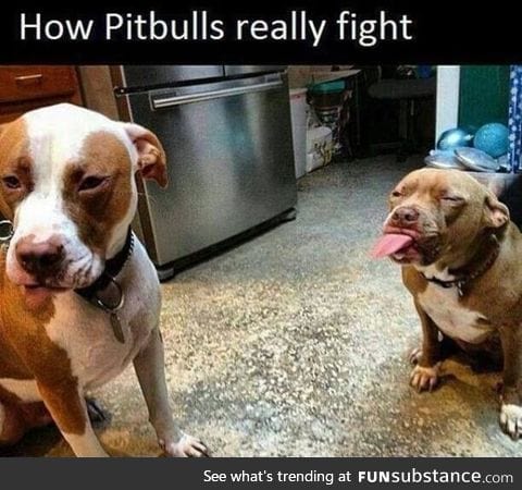 Dog fight