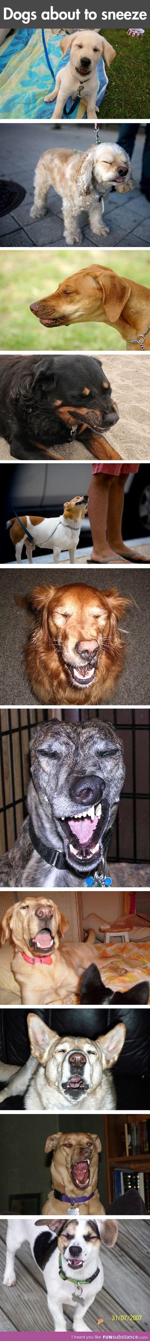 Dogs about to sneeze