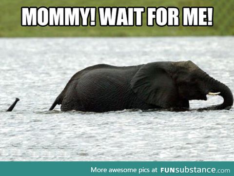 Poor baby elephant