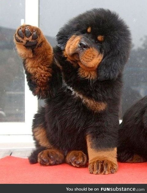 This Tibetan Mastiff puppy wants a high-five.