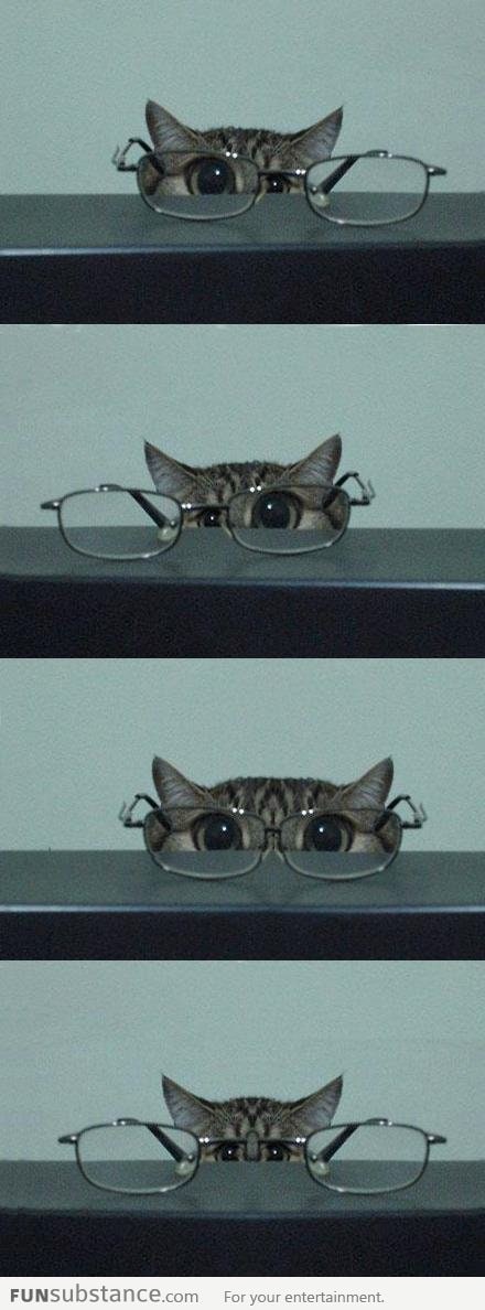 Kitten and Glasses