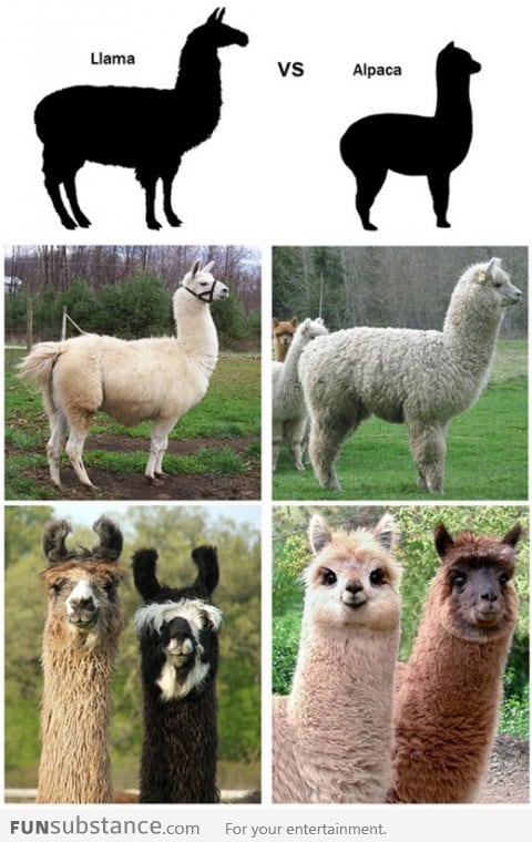 Llama vs Alpaca