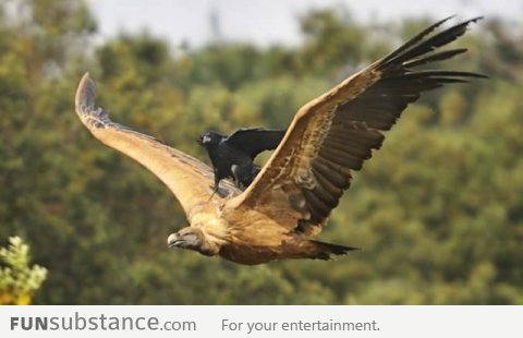 Lazy Crow Riding a Vulture