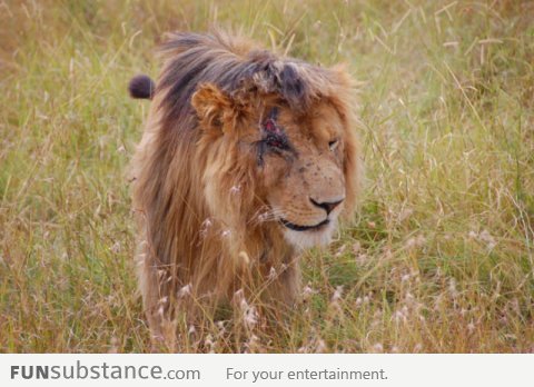 Lion King's Scar in real life!