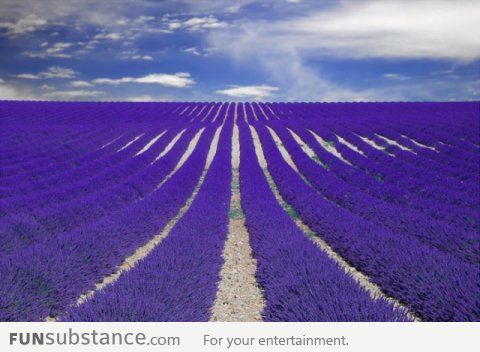 Lavender Fields in Provence, France