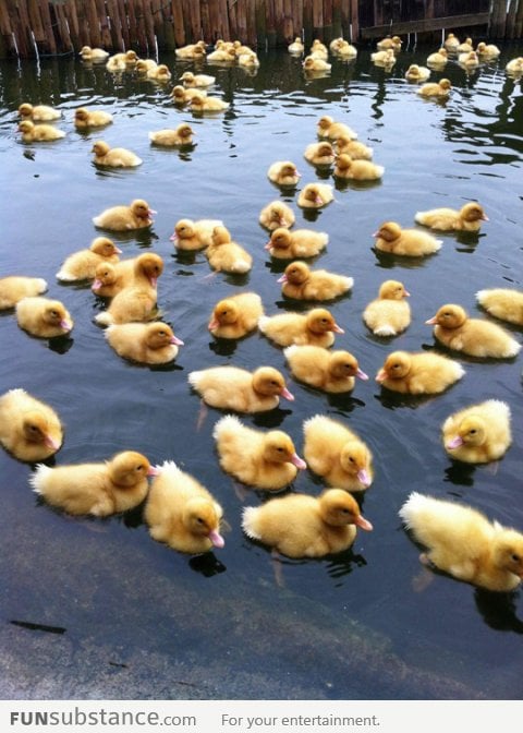 Suddenly, baby ducks