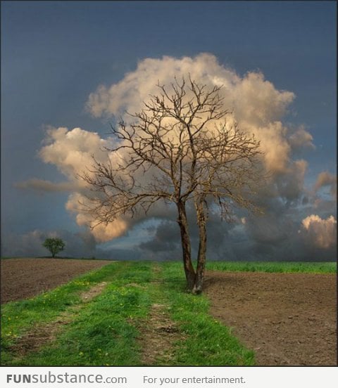 The cloud tree