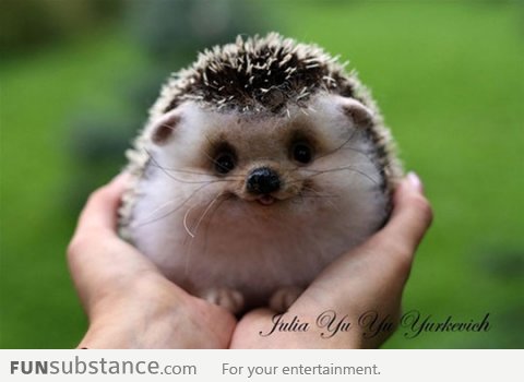 Happy Hedgehog