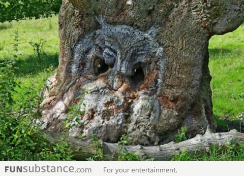 Owl Tree