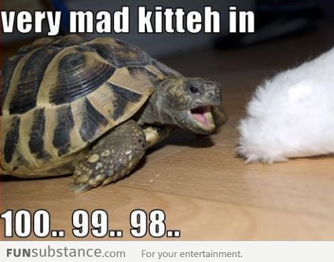 Mad kitty in, 100, 99, 98...