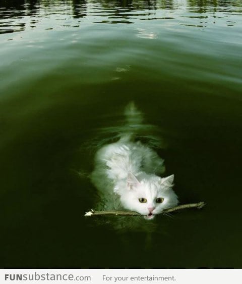 Who says cats can't swim?