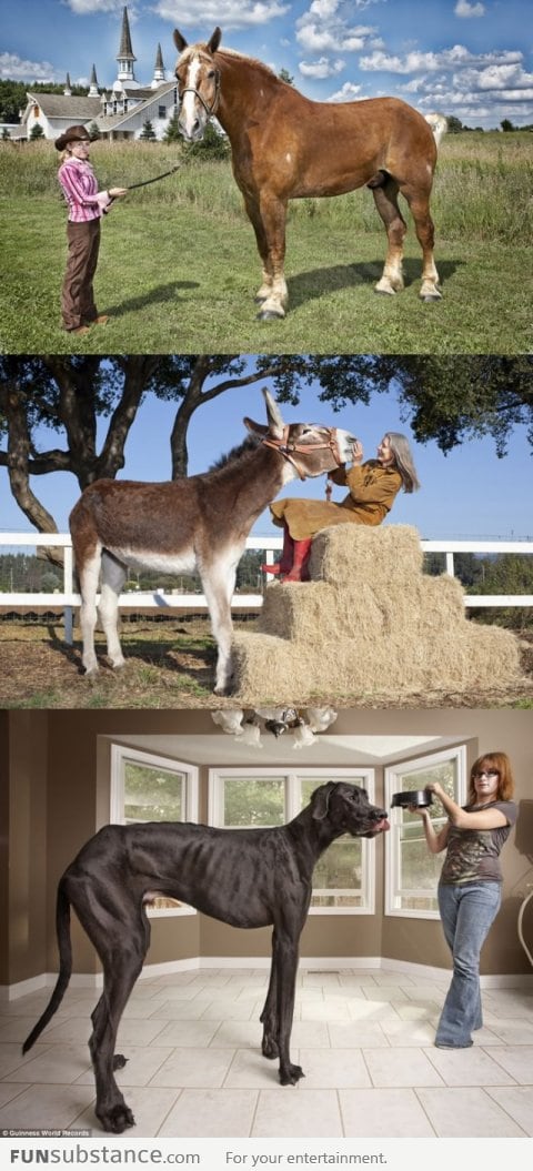 The tallest horse, donkey and dog in the world